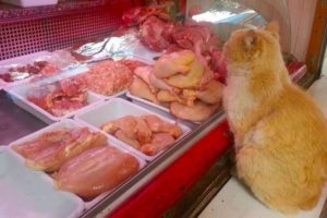 Каждый день рыжий кот выпрашивал в магазине мясо и куда-то относил
