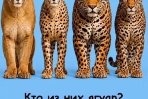 99% людей не могут отличить этих больших кошек — а вы?